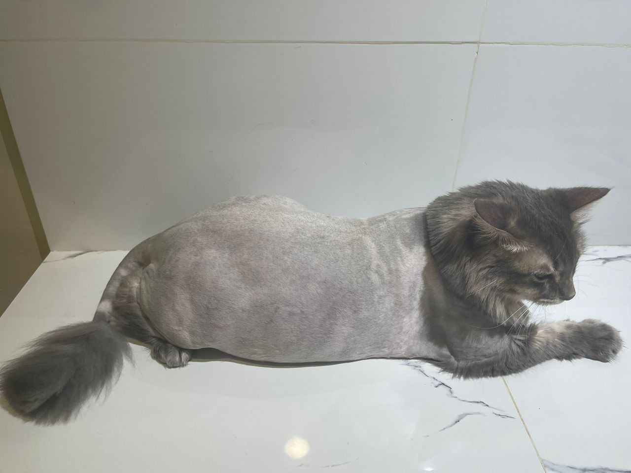 Lion Cut